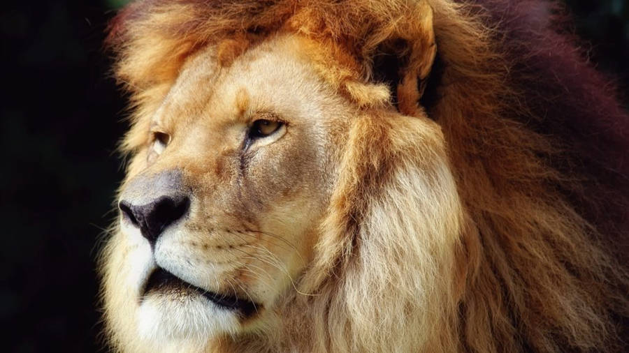 Cool King Lion Facing Left Wallpaper