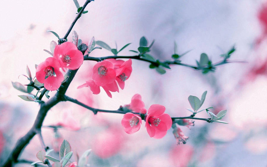 Cool Pink Flower Wallpaper