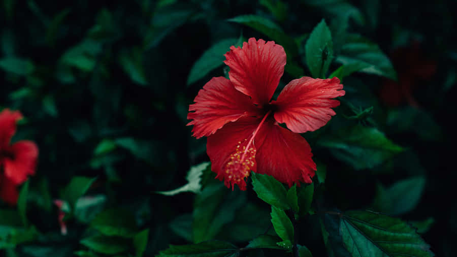 Cool Red Hibiscus Flower Wallpaper