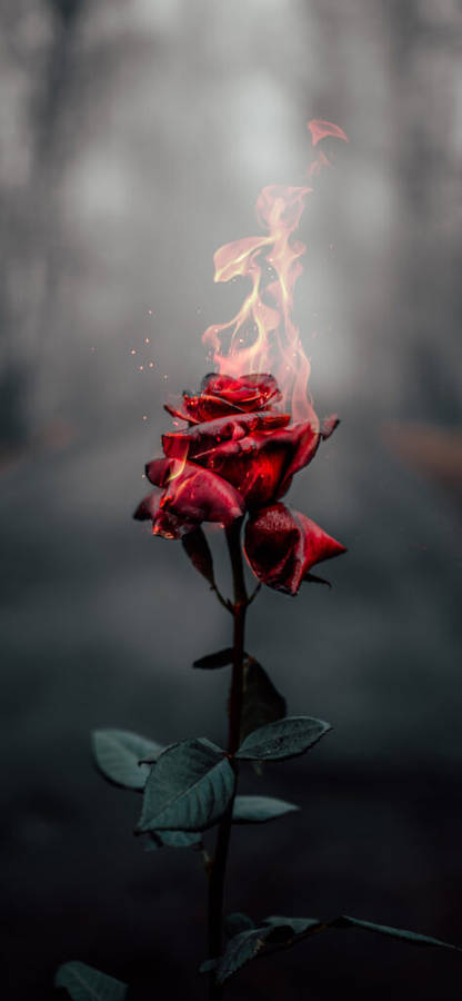 Cool Rose Photography Wallpaper