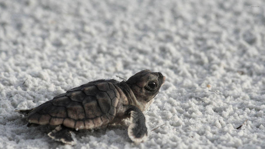 Cool Turtle In White Sand Wallpaper