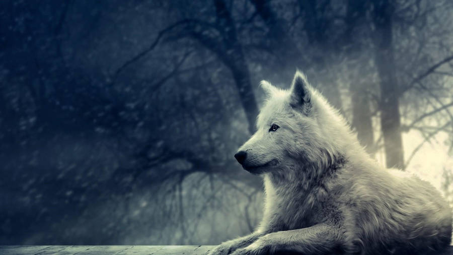 Cool Wolf In Woods Wallpaper
