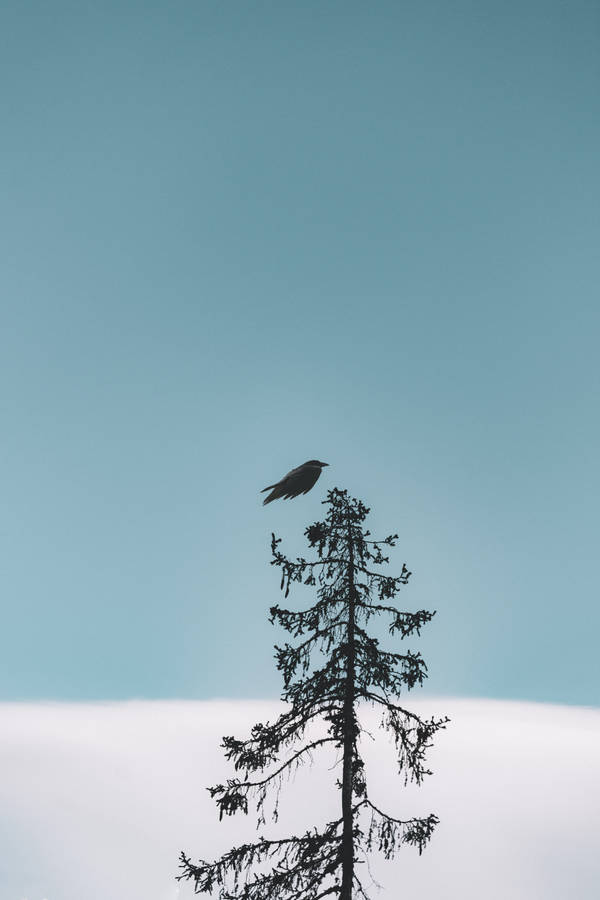 Coolest Iphone Small Black Bird Wallpaper