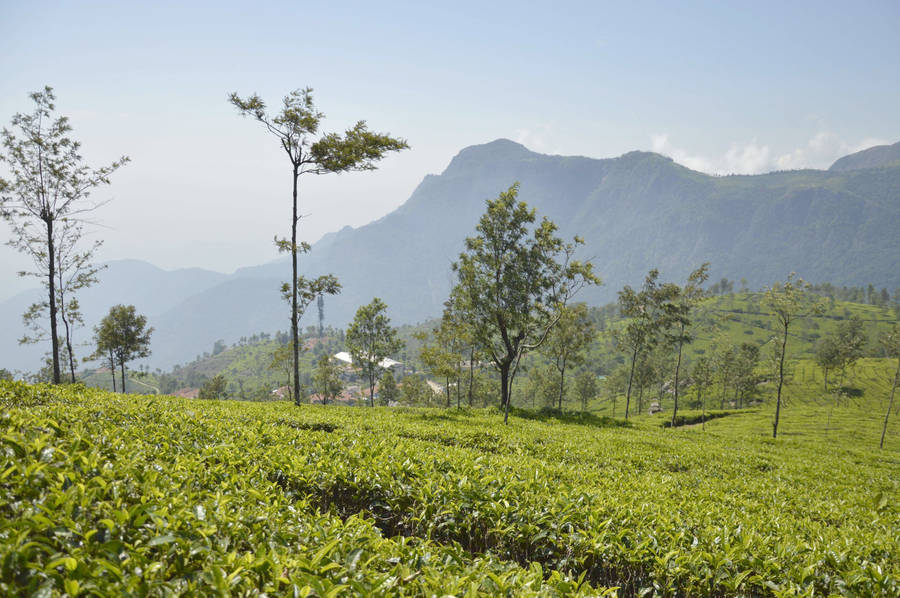 Coonoor Tea Garden India Wallpaper