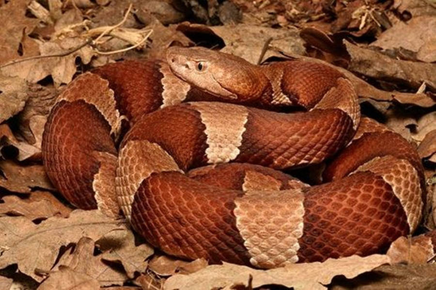 Copperhead Broad-banded Snake Species Wallpaper