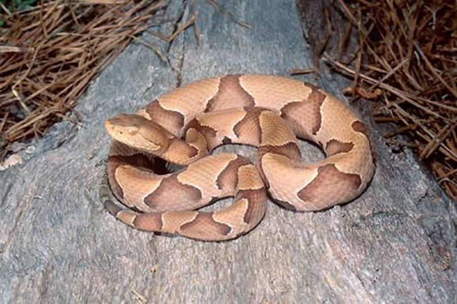 Copperhead Eastern Venomous Viper Wallpaper