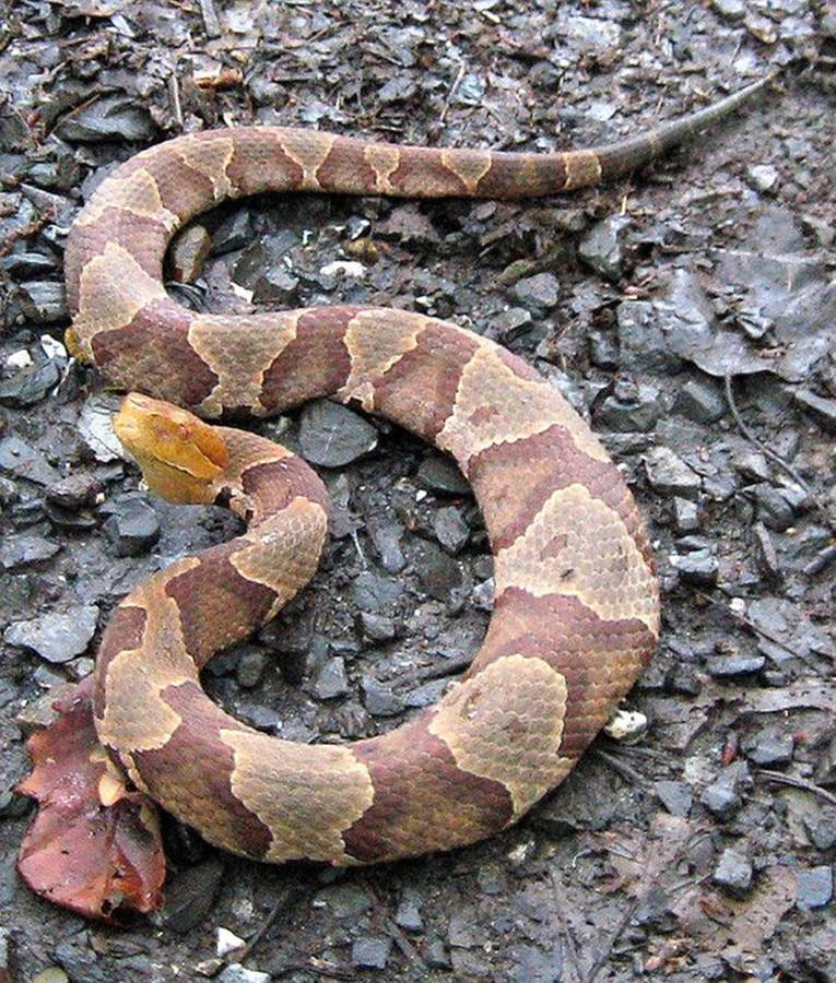 Copperhead On A Muddy Forest Ground Wallpaper