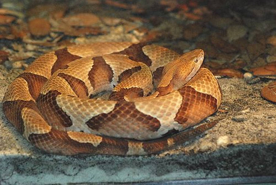 Copperhead Osage Pit Viper Species Wallpaper