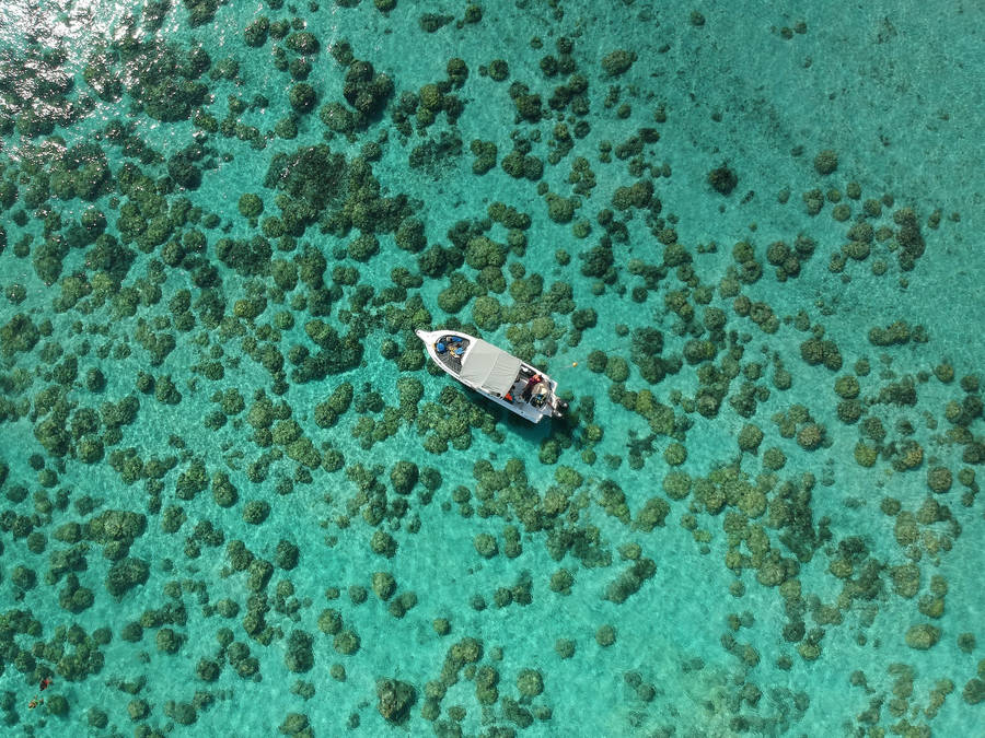 Coral Boat Wallpaper