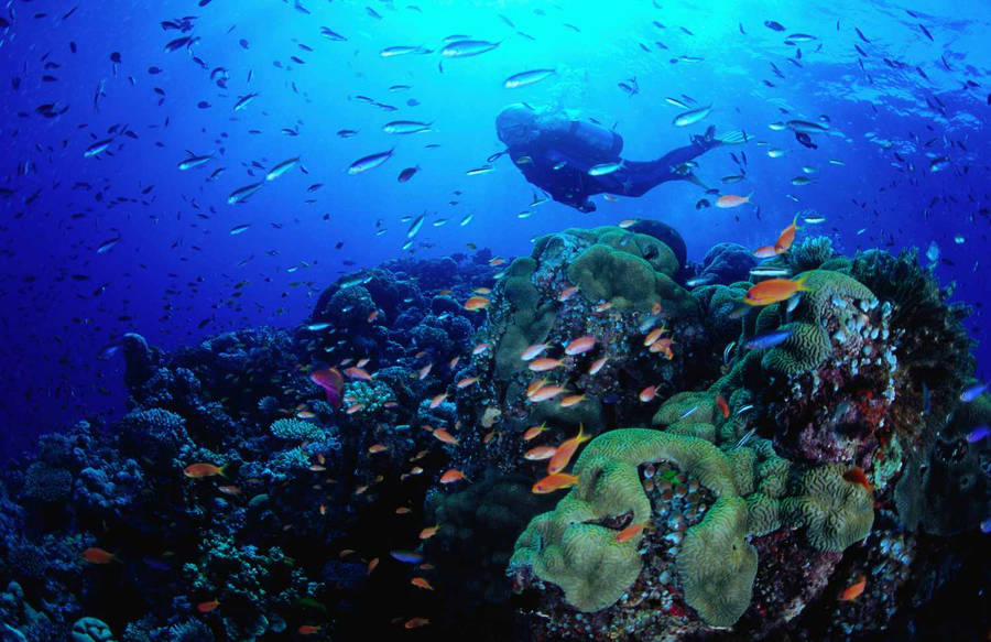 Coral Reef Fish Scuba Diver Wallpaper