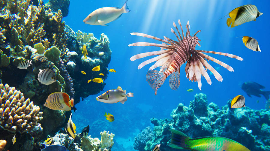 Coral Reef Red Lionfish Wallpaper