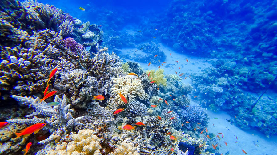 Coral Reef Red Sea Wallpaper