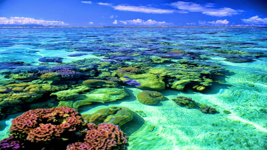 Coral Reef Sea Surface Wallpaper