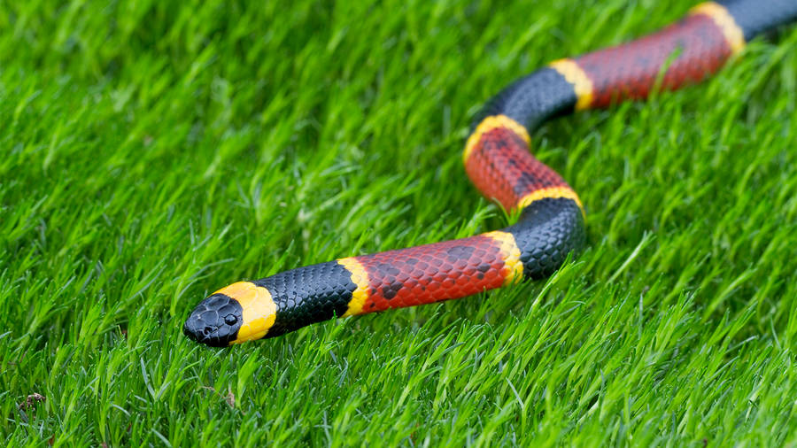 Coral Snake Creeping Through The Grass Wallpaper