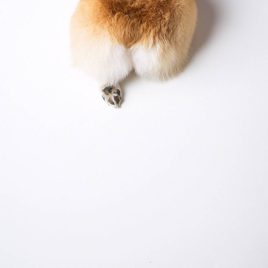 Corgi Butts Wallpaper