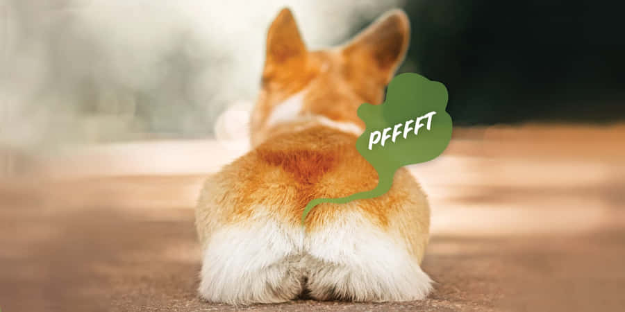 Corgi Fart Funny Moment.jpg Wallpaper