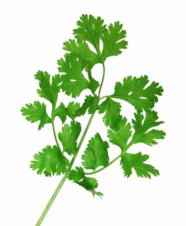 Coriander Herb Digital Art Wallpaper