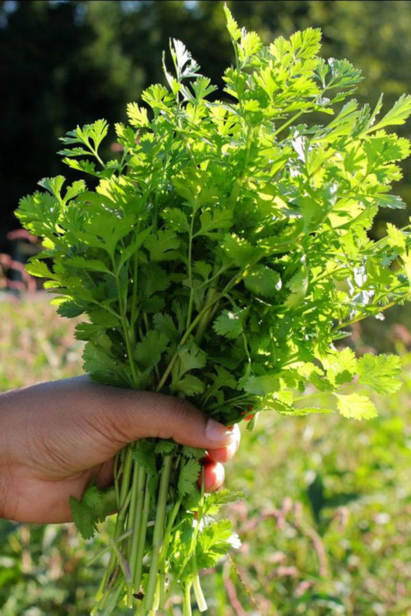 Coriander Herbs Bouquet At Garden Wallpaper