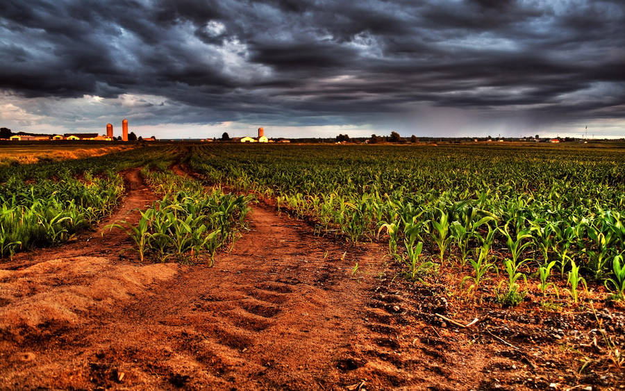 Corn Farm Agriculture Wallpaper