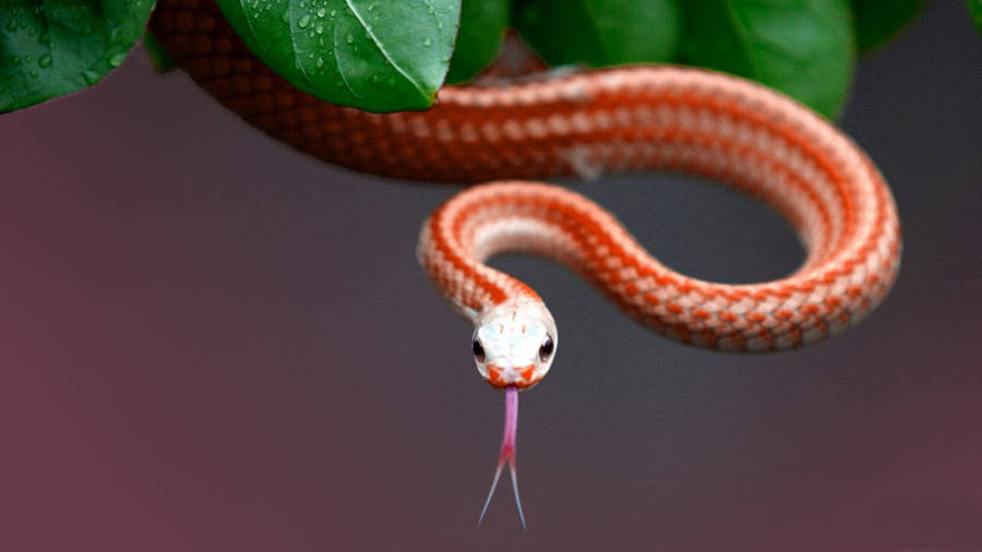 Corn Snake Descending From A Tree Wallpaper