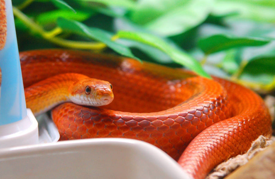 Corn Snake In A Garden Wallpaper