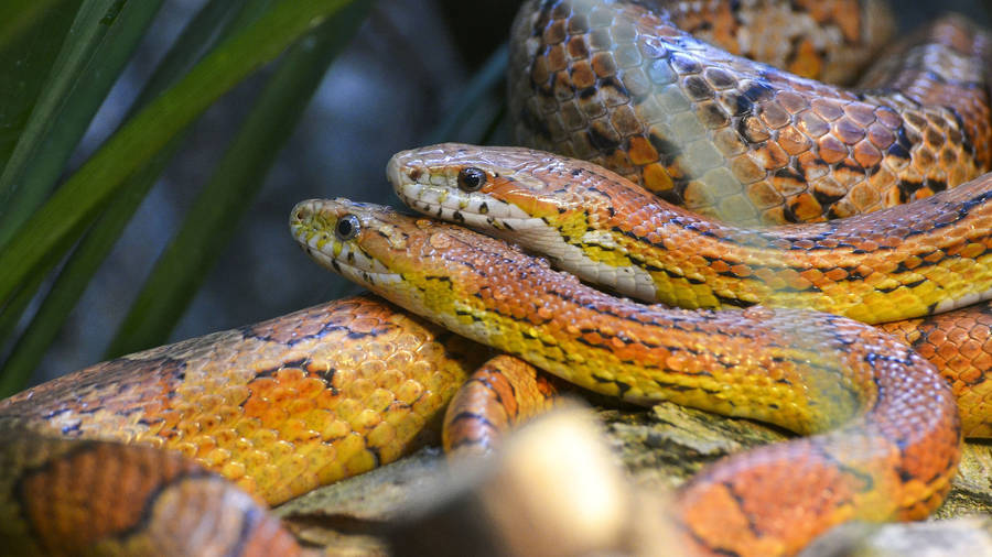 Corn Snake Mates Wallpaper