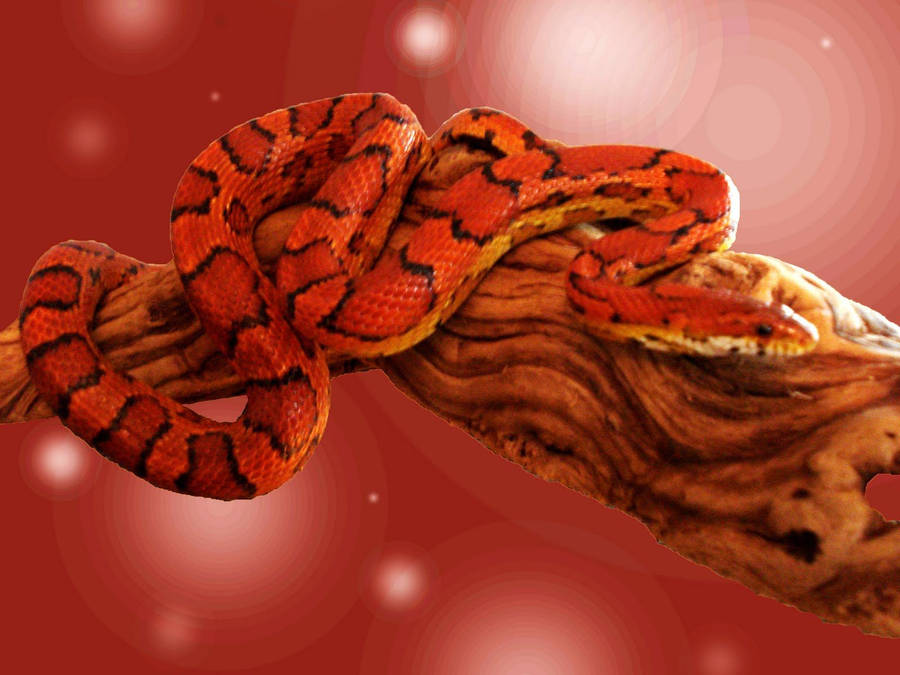 Corn Snake On A Digital Background Wallpaper