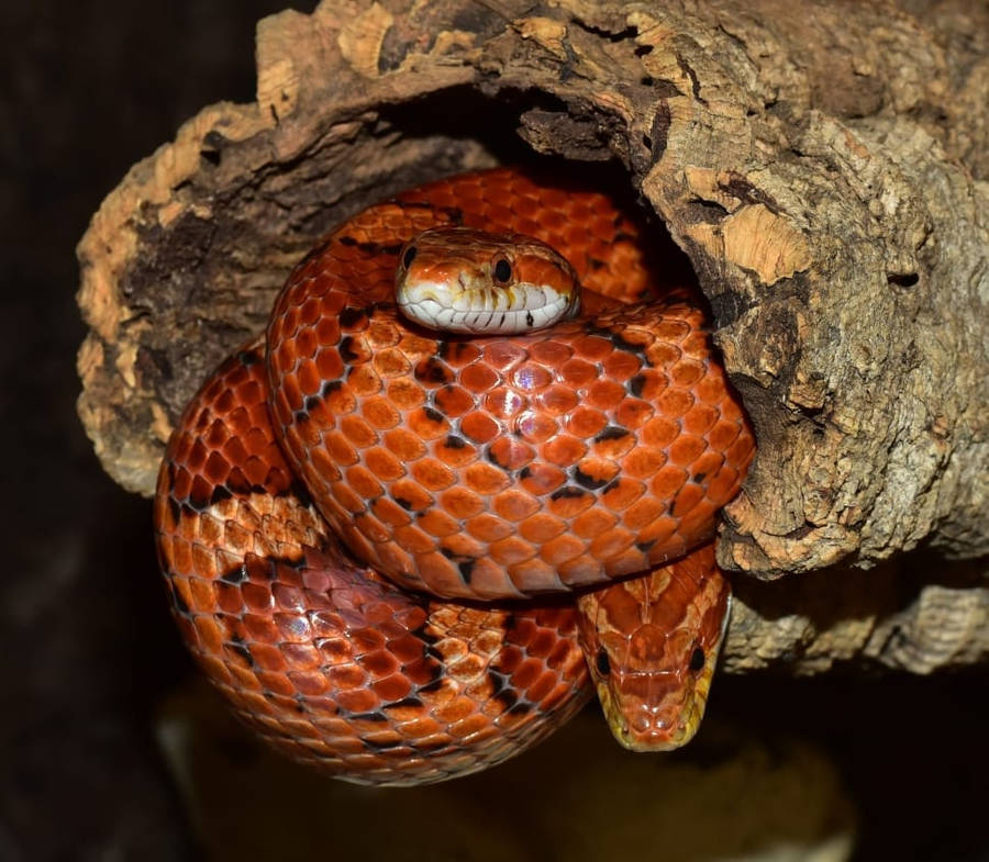 Corn Snake Resting In Tree Trunk Wallpaper