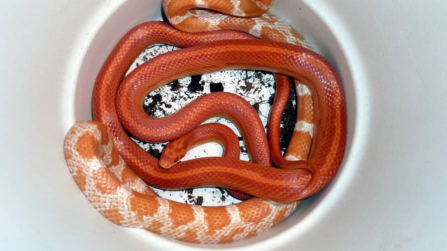 Corn Snakes In A Bowl Wallpaper