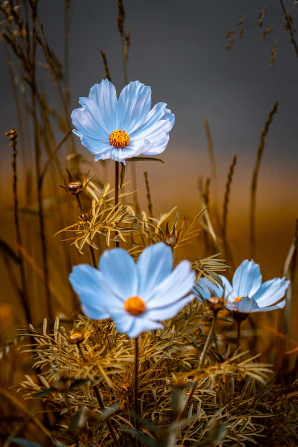 Cosmos Blue Flowers Phone Wallpaper