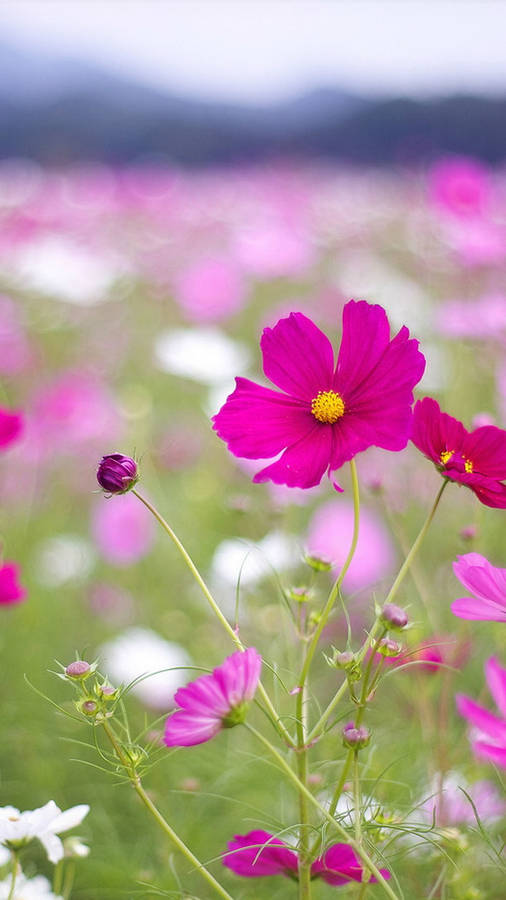 Cosmos Flower Field Beautiful Phone Wallpaper