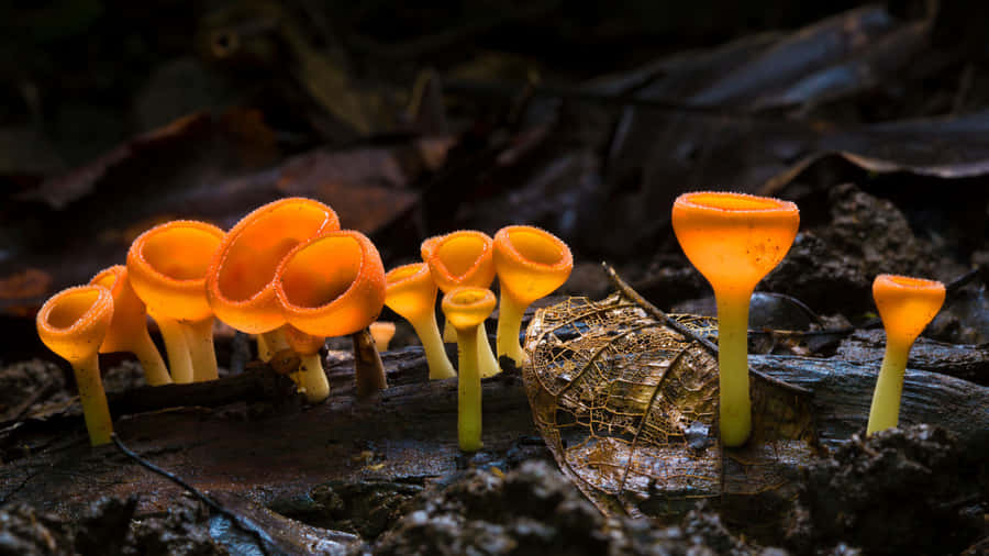 Costa Rica Cup Fungus With Inverted Cap Wallpaper