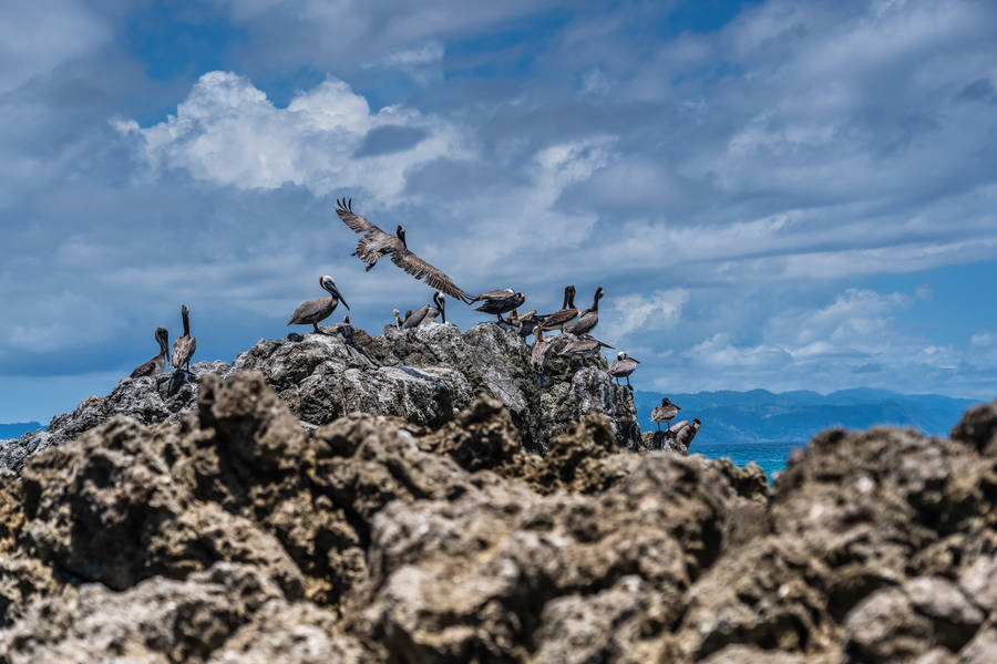 Costa Rica Peruvian Booby Birds Wallpaper