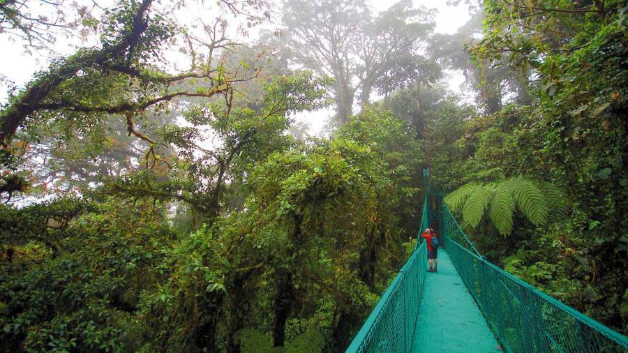 Costa Rica Rainforest Wallpaper