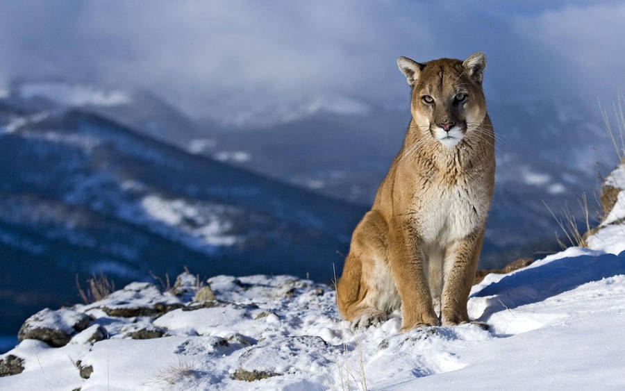 Cougar On Pretty Snow Field Wallpaper