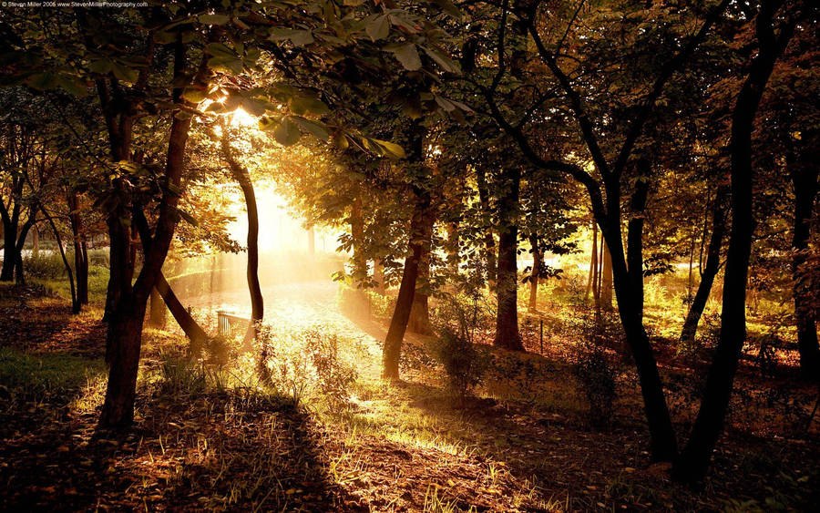 Country Forest Golden Sunlight Wallpaper