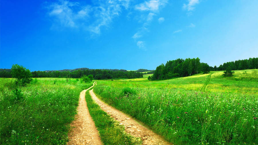 Country Summer Dirt Road Grassland Wallpaper