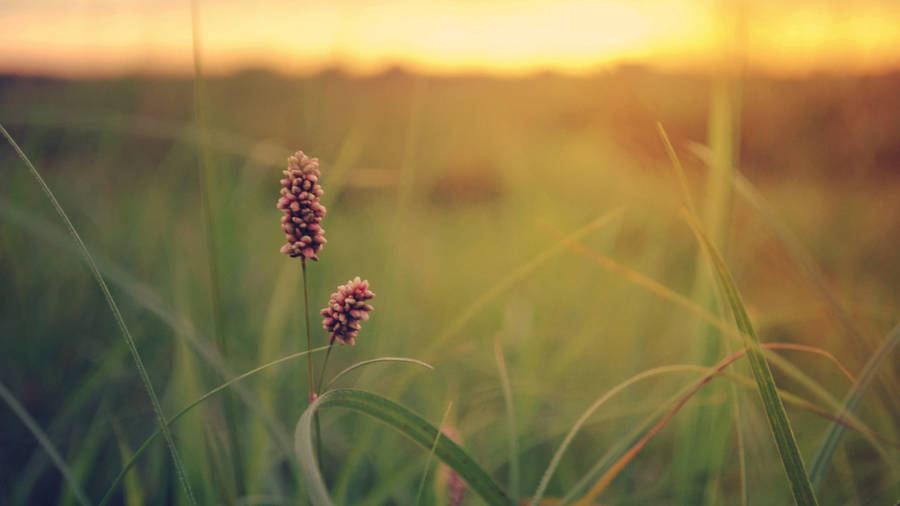 Country Summer Purple Flowers Grassland Wallpaper