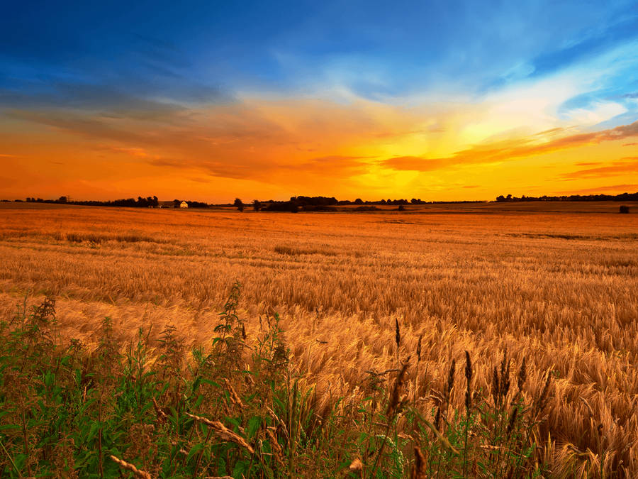 Country Wheat Field Sunset Wallpaper