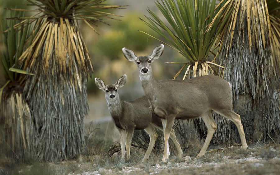 Couple Antelopes In Chihuahuan Mexico Desert Wallpaper