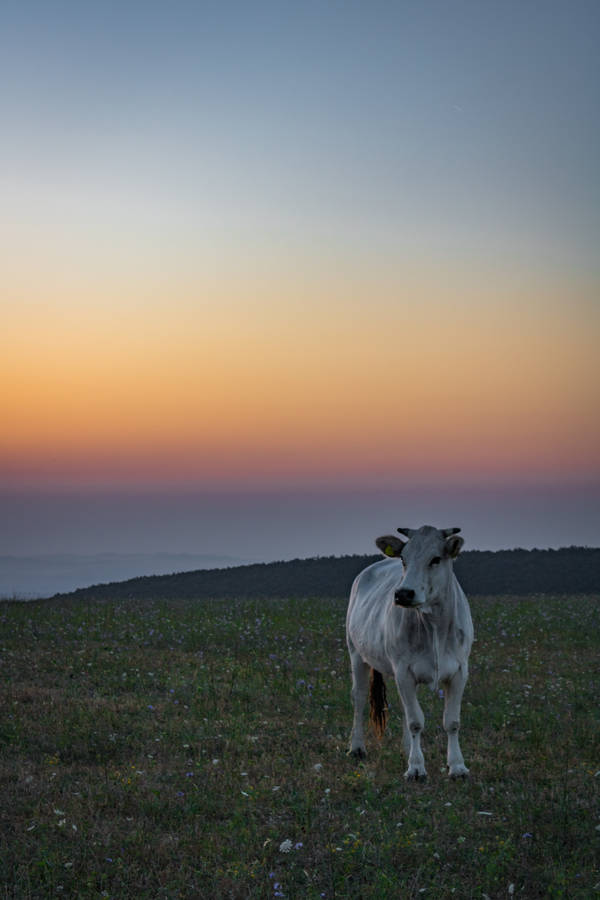 Cow In Ombre Sunset Wallpaper