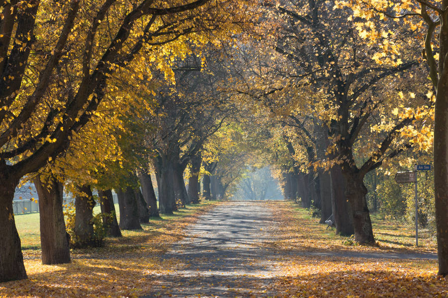 Cozy Autumn Empty Road Wallpaper