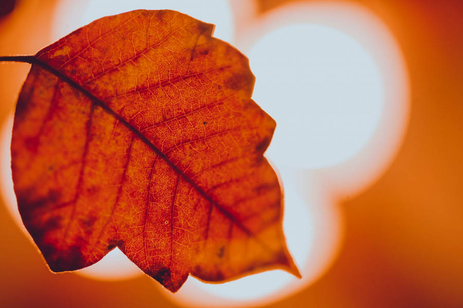 Cozy Autumn Leaf Wallpaper