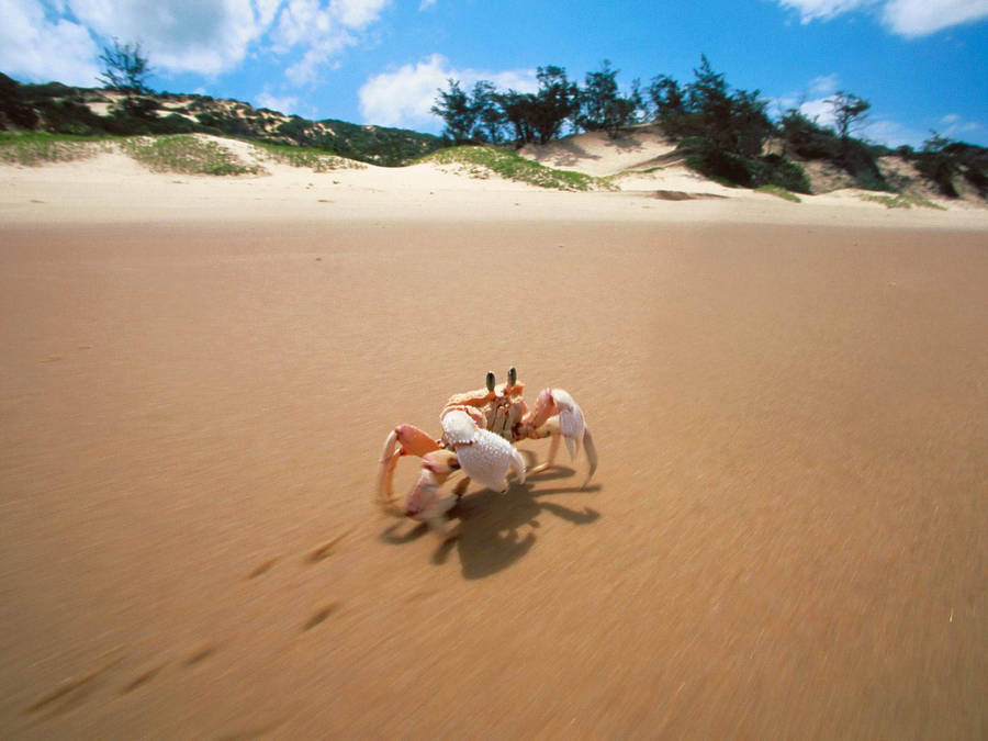 Crab Crawling In Sand Wallpaper