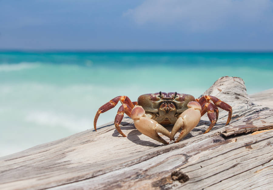 Crab In The Shore Wallpaper