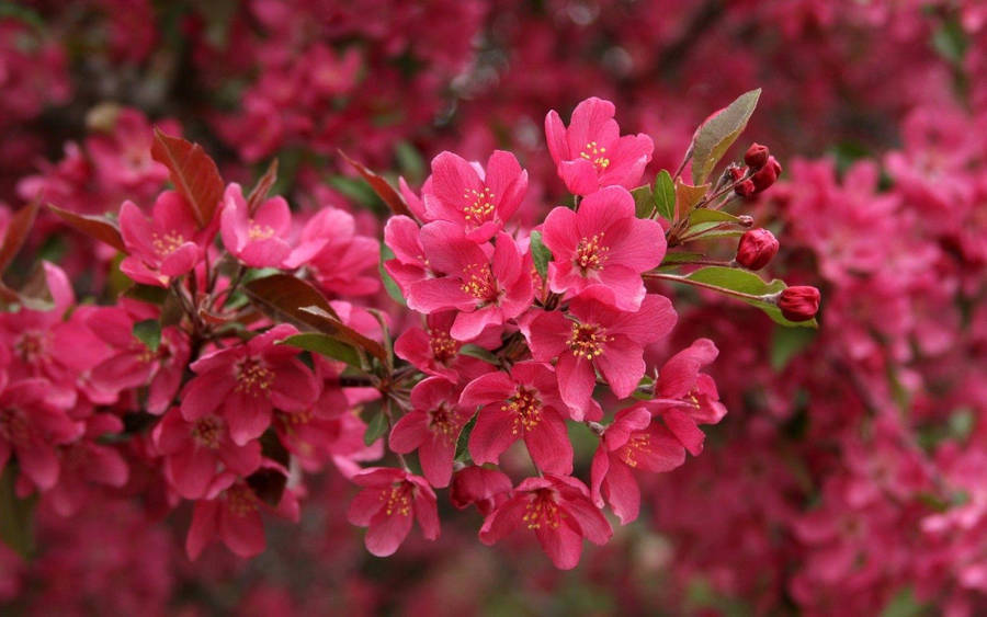 Crabapple Pink Flower Wallpaper