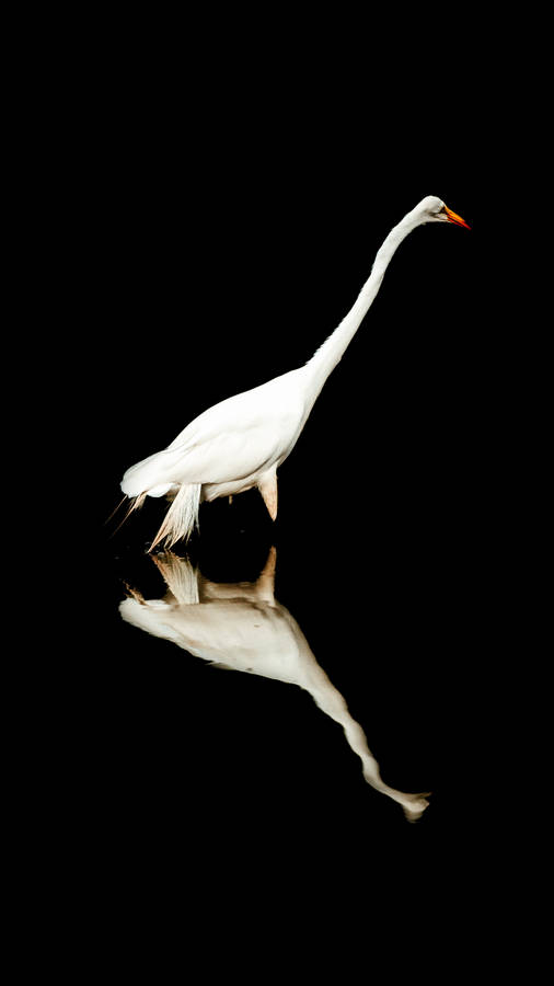 Crane Birds In Nature Wallpaper