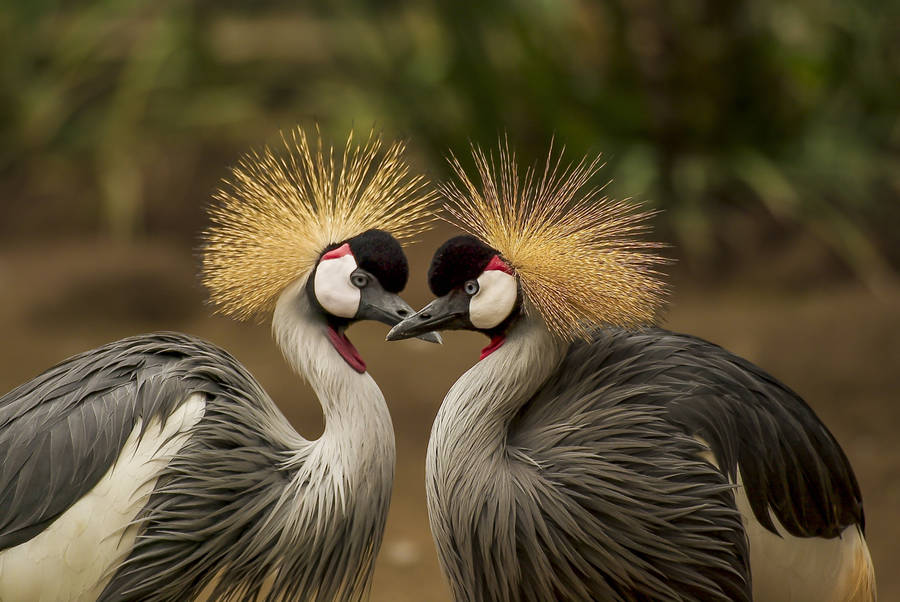 Crane Love Birds Wallpaper