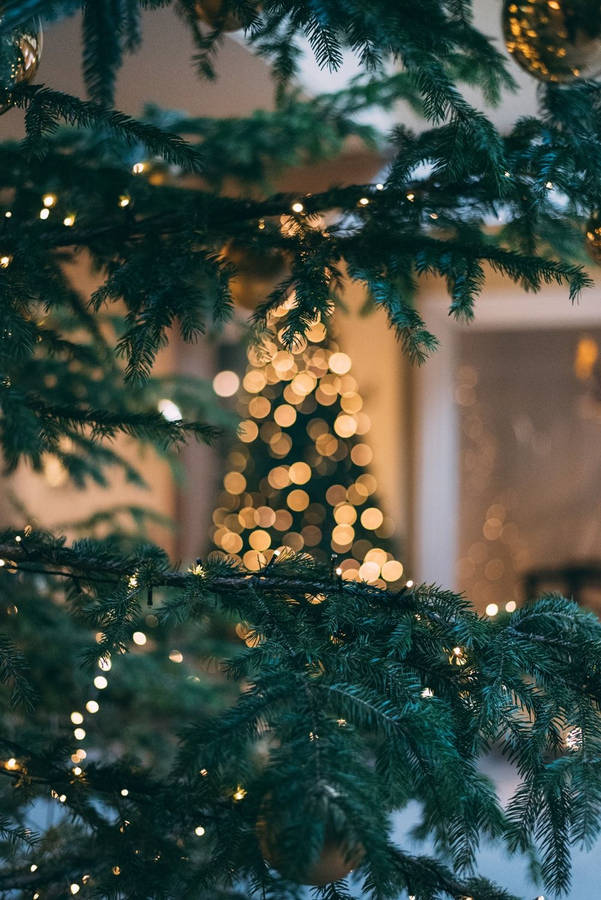 Create Holiday Magic With Pine Tree Christmas Lights Wallpaper