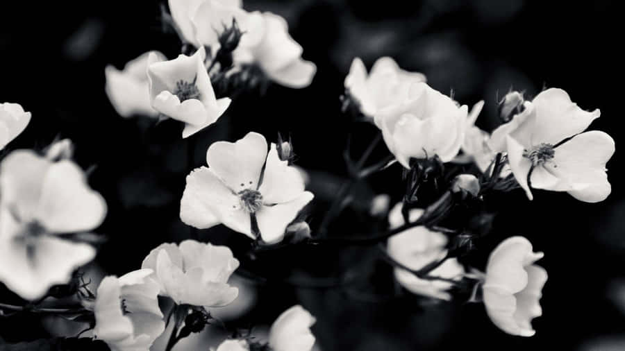 Create The Perfect Aesthetic With A Black And White Pc Wallpaper